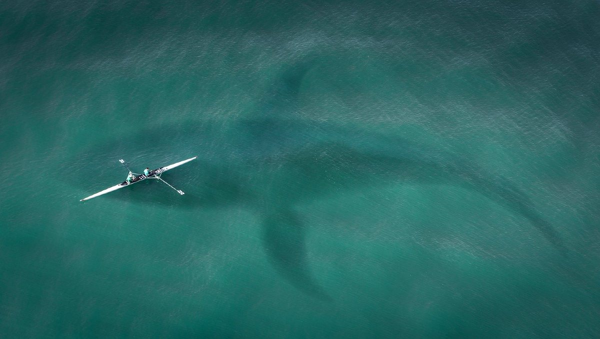 Megalodonte di Jurassic World: estinto per una dieta troppo abitudinaria?