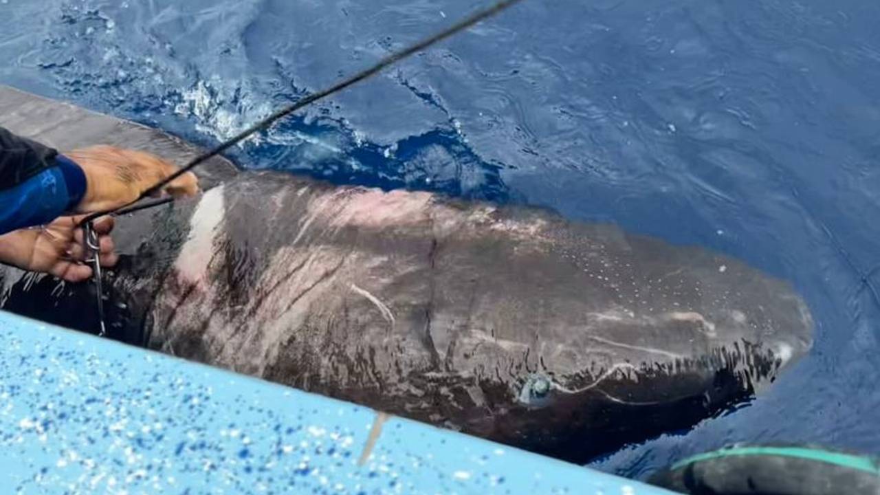 Assurda scoperta nel mare dei Caraibi: ritrovato squalo della Groenlandia – le sue incredibili caratteristiche