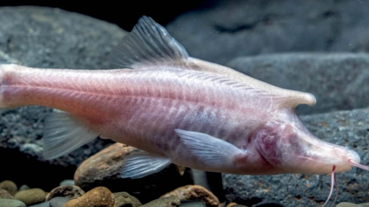 Pesce unicorno