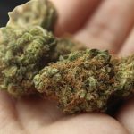 La Germania dà l’ok alla legalizzazione della cannabis: da quando sarà legale (e come funzionerà)?