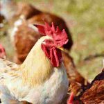 aviaria primo caso umano