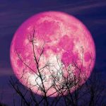 luna delle fragole