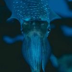 nuova specie calamaro