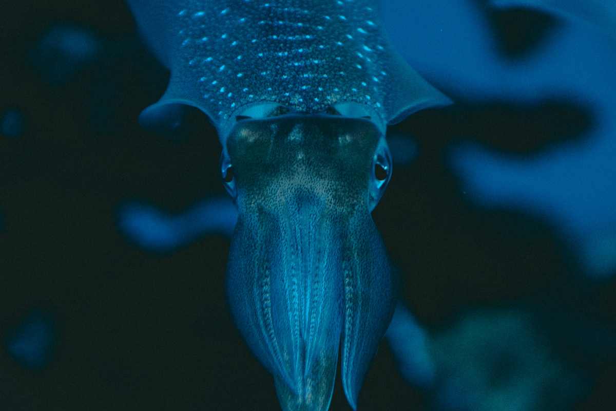 nuova specie calamaro