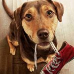 “Un viaggio a quattro zampe” è una storia vera? La verità dietro “A Dog’s Way Home”