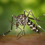 Virus di Oropouche, primi quattro casi identificati in Italia: che cos’è e come si trasmette