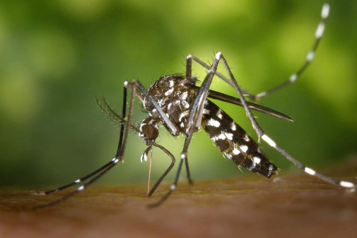 Virus di Oropouche, primi quattro casi identificati in Italia: che cos’è e come si trasmette
