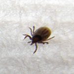 La febbre emorragica colpisce di nuovo la Spagna: quali sono i Paesi a rischio? Paura per una nuova pandemia
