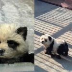 Cina, cani-panda allo zoo? Ecco come stanno veramente le cose