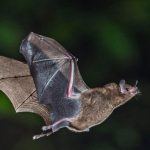 Che cos’è il Virus Nipah: sintomi, cure e trasmissione – L’Italia è a rischio?