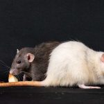 Ratti enormi dal fiuto straordinario: i roditori in prima linea contro il crimine in Africa
