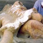 India, scoperta straordinaria dei paleontologi: a quale specie animale appartenevano i resti rinvenuti?