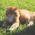 Perché i gatti sono arancioni? Dopo 60 anni di ricerche svelata una mutazione genetica unica