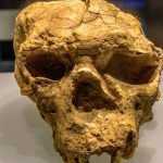 Il cranio che riscrive l’evoluzione umana: Yunxian 2 e la vera origine dei Denisoviani