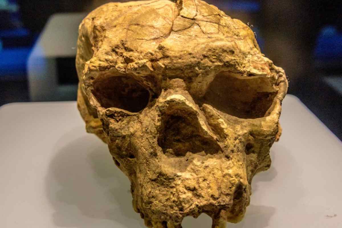 Il cranio che riscrive l’evoluzione umana: Yunxian 2 e la vera origine dei Denisoviani