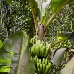 Banane italiane? Chiquita scommette sulla Sicilia: ecco perché il frutto tropicale si coltiverà nel cuore del Mediterraneo