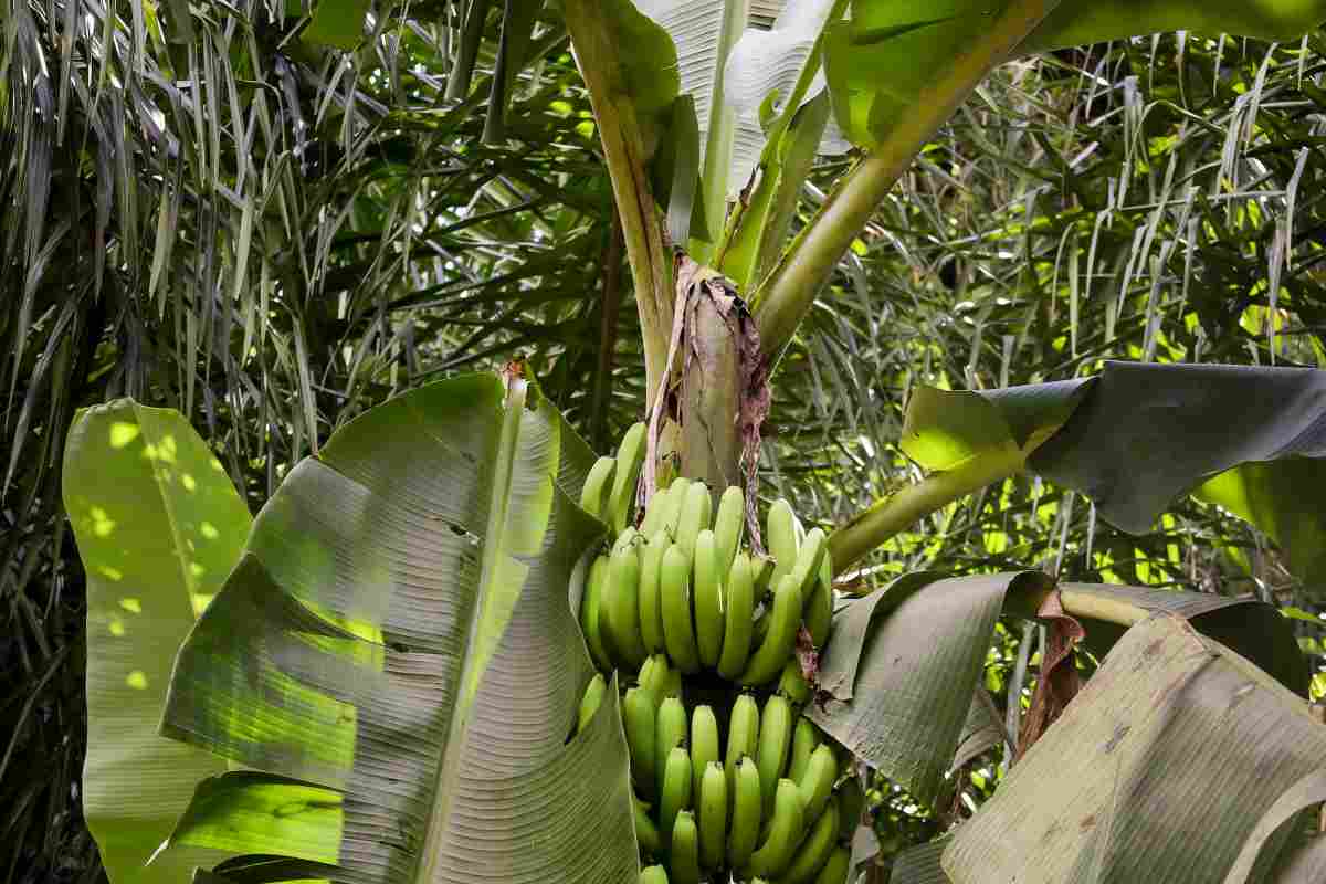 Banane italiane? Chiquita scommette sulla Sicilia: ecco perché il frutto tropicale si coltiverà nel cuore del Mediterraneo