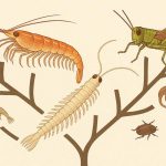 Gli insetti sono crostacei: la scoperta che riscrive l’evoluzione animale