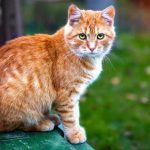 Quando si festeggia la Giornata del gatto? (Spolier: non c’è una sola data)