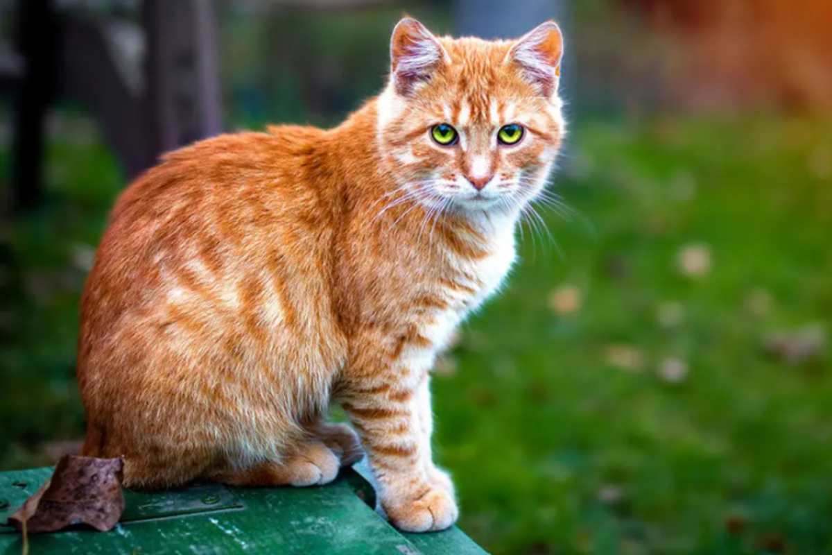 Quando si festeggia la Giornata del gatto? (Spolier: non c’è una sola data)