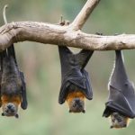 I pipistrelli si attaccano ai capelli? I gufi portano sfortuna? Una guida alle leggende metropolitane sui volatili notturni